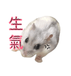 Maru Mouse @ hungry @（個別スタンプ：6）