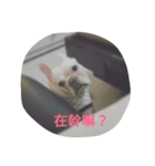 mydog so cute（個別スタンプ：6）