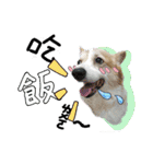 GAGA DOG（個別スタンプ：4）