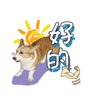 GAGA DOG（個別スタンプ：5）