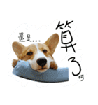 GAGA DOG（個別スタンプ：24）