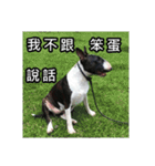 Putilla the Bull terrier（個別スタンプ：7）