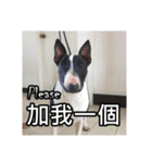 Putilla the Bull terrier（個別スタンプ：8）