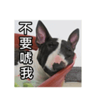 Putilla the Bull terrier（個別スタンプ：9）