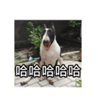 Putilla the Bull terrier（個別スタンプ：10）