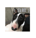 Putilla the Bull terrier（個別スタンプ：11）