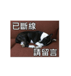 Putilla the Bull terrier（個別スタンプ：12）