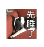 Putilla the Bull terrier（個別スタンプ：17）