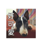 Putilla the Bull terrier（個別スタンプ：18）