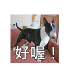 Putilla the Bull terrier（個別スタンプ：20）