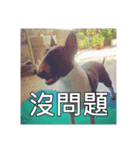 Putilla the Bull terrier（個別スタンプ：22）