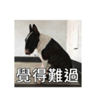 Putilla the Bull terrier（個別スタンプ：23）