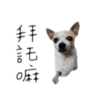 Chihuahua three baby（個別スタンプ：3）