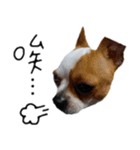 Chihuahua three baby（個別スタンプ：7）