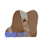 Love Ragdoll Cat（個別スタンプ：7）