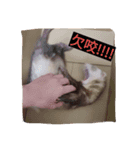 Ferrets Luck 2（個別スタンプ：1）