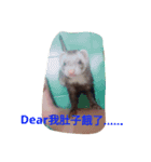 Ferrets Luck 2（個別スタンプ：2）