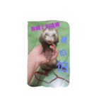 Ferrets Luck 2（個別スタンプ：4）