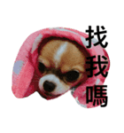 baby dog dog（個別スタンプ：2）