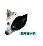 Magical dog（個別スタンプ：4）