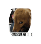 happy dog dog dog（個別スタンプ：14）