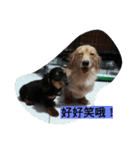 happy dog dog dog（個別スタンプ：17）