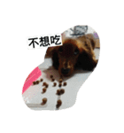 happy dog dog dog（個別スタンプ：23）