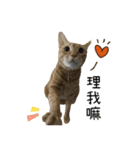 orange cat so funny（個別スタンプ：11）