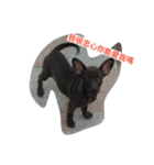 Dog doy（個別スタンプ：1）