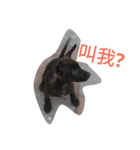 Dog doy（個別スタンプ：3）