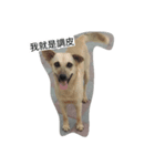 Dog doy（個別スタンプ：4）