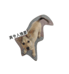 Dog doy（個別スタンプ：5）