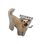 Dog doy（個別スタンプ：6）