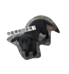 Dog doy（個別スタンプ：8）