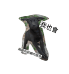Dog doy（個別スタンプ：9）