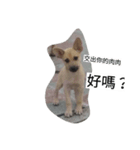 Dog doy（個別スタンプ：10）