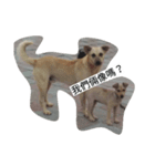 Dog doy（個別スタンプ：11）