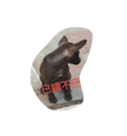 Dog doy（個別スタンプ：12）