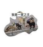 Dog doy（個別スタンプ：13）