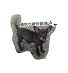 Dog doy（個別スタンプ：14）