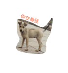 Dog doy（個別スタンプ：15）