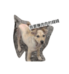 Dog doy（個別スタンプ：16）