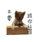 shiba inu MT's weary life（個別スタンプ：1）