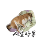 shiba inu MT's weary life（個別スタンプ：3）