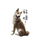 shiba inu MT's weary life（個別スタンプ：6）