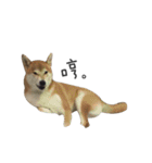 shiba inu MT's weary life（個別スタンプ：11）