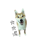 shiba inu MT's weary life（個別スタンプ：13）