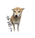 shiba inu MT's weary life（個別スタンプ：14）