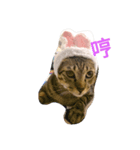 Cat'srabit（個別スタンプ：5）