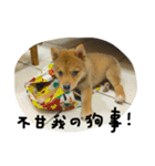 My love seven dog（個別スタンプ：7）